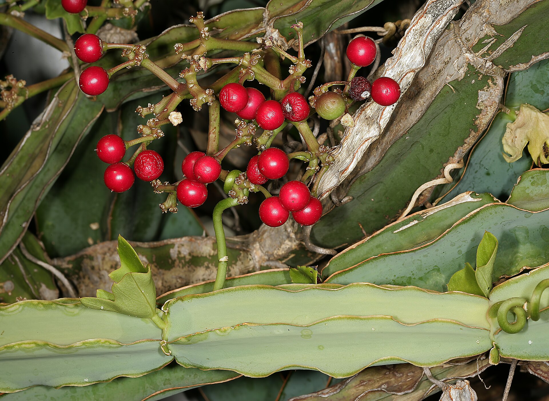 Cissus quadrangularis stems and berries; botanical reference photograph